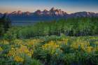Wyoming. Arrowleaf balsamroot wildflower and aspen trees, Grand Teton in distance, Grand Teton NP Art Print